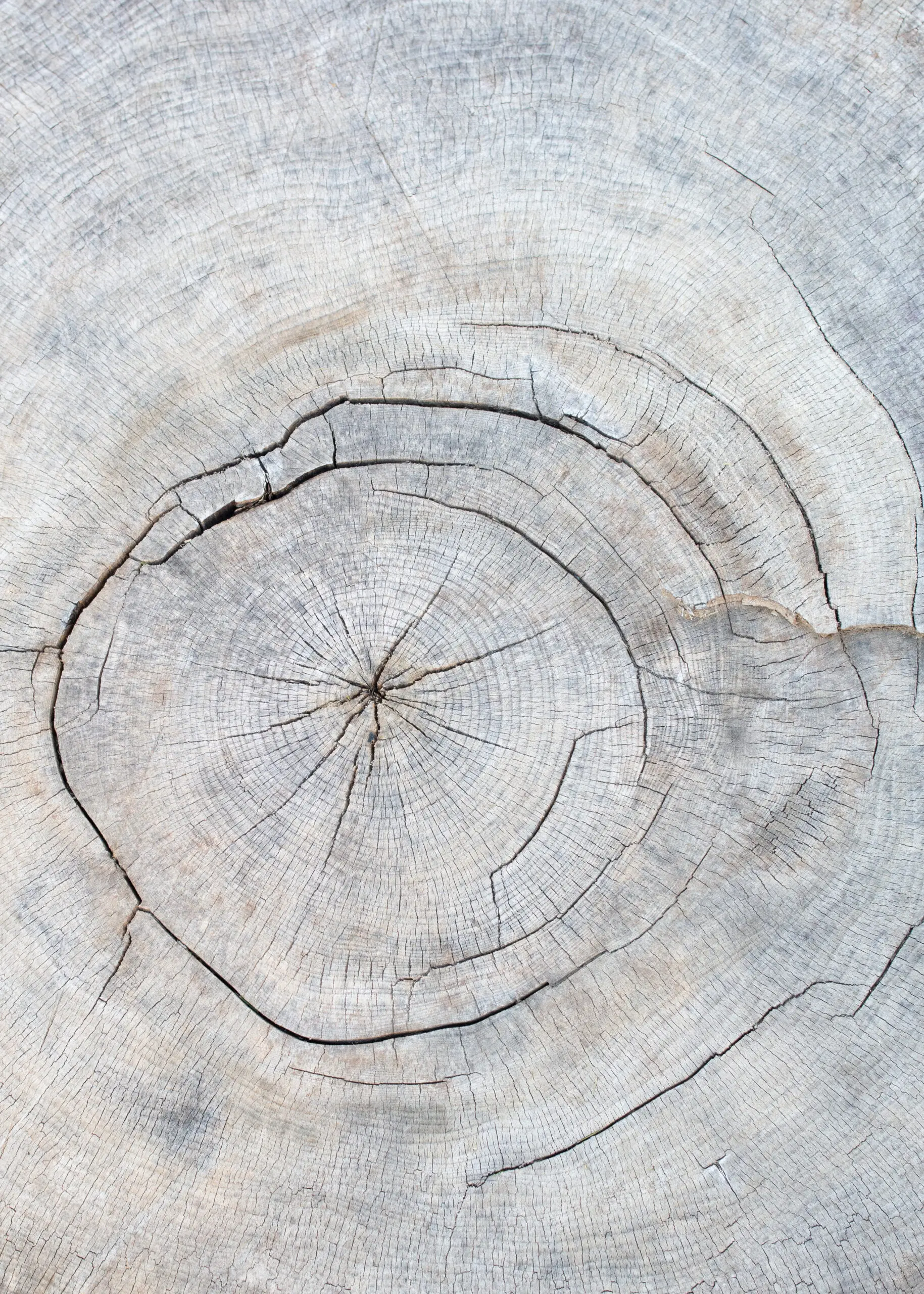 Wandbild (29148) Pattern_wood_2 by Studio III präsentiert: Details und Strukturen,Natur,Bäume,Makro,Holz