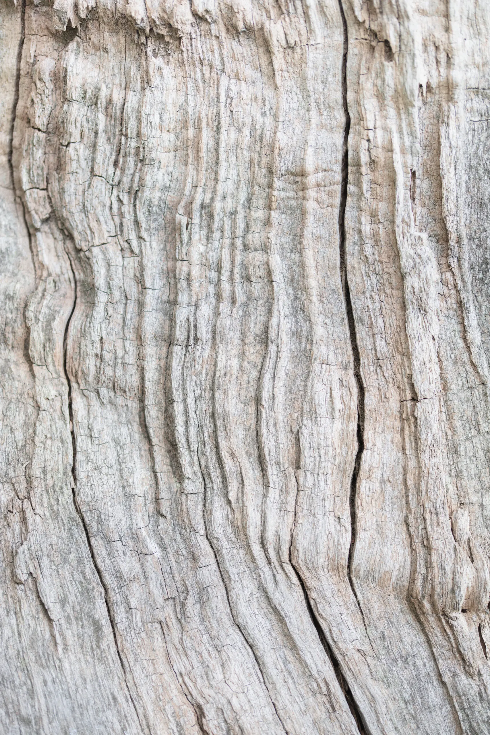 Wandbild (29150) Wood Pattern by Studio III präsentiert: Details und Strukturen,Natur,Bäume,Holz