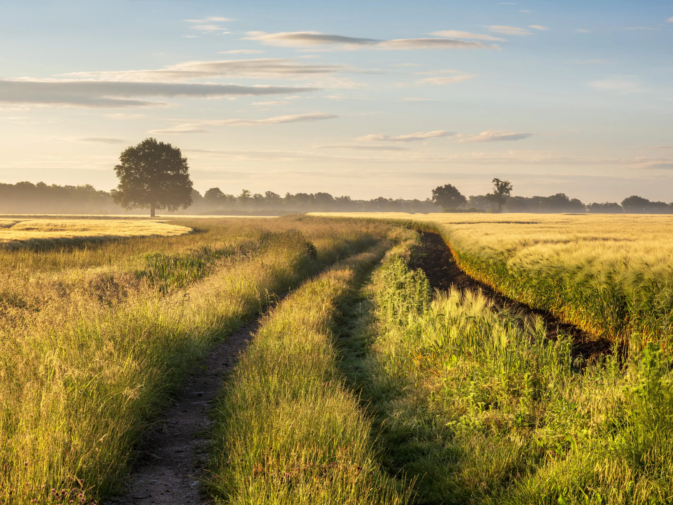 Wandbild (29213) Elbauen im Morgenlicht by Andreas Vitting präsentiert: Natur,Landschaften,Bäume,Gräser,Sommer,Wege