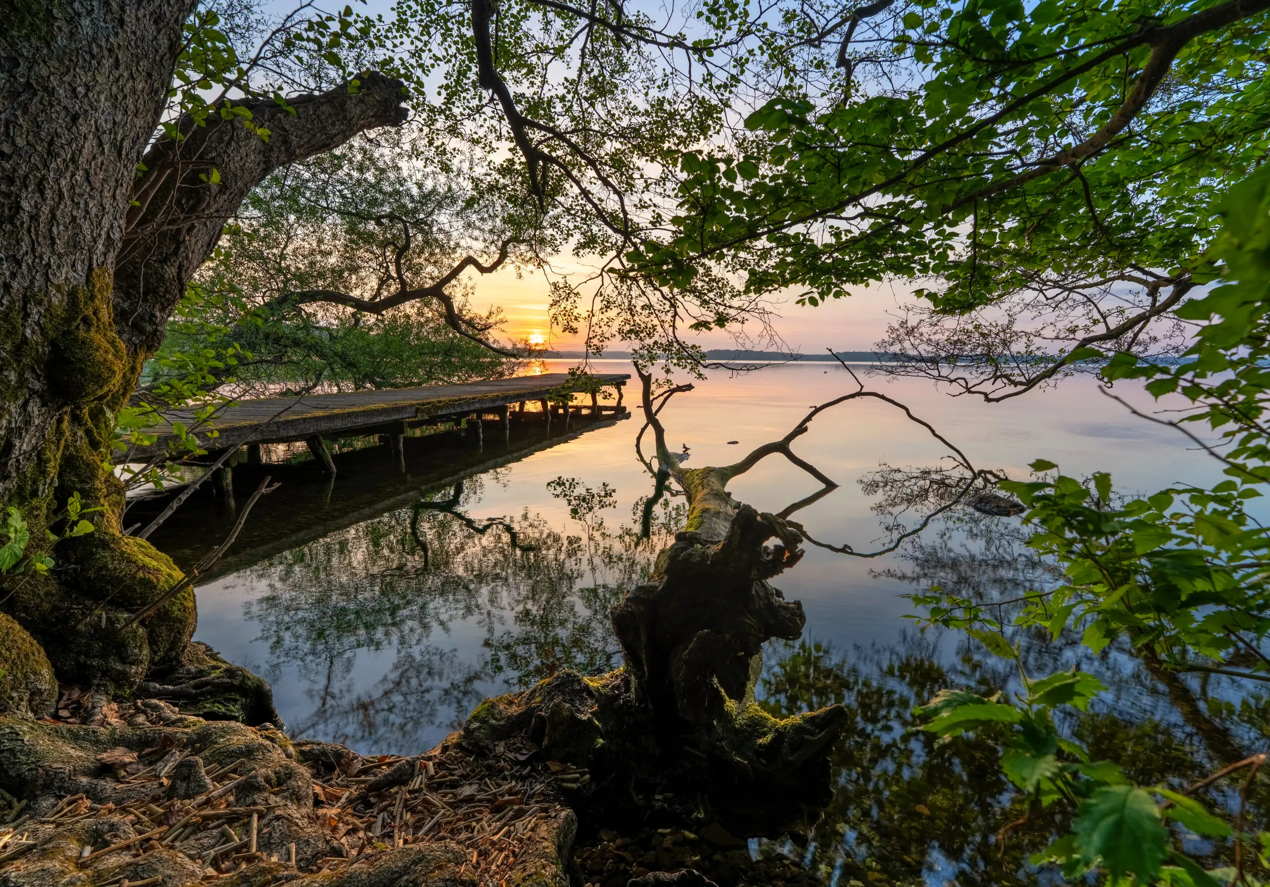 Wandbild (29281) The Fallen and the Fading by keller präsentiert: Wasser,Natur,Landschaften,Bäume,Blätter,Sommer,Stege,Wälder,Gewässer,Seen,Stege,Wasserspiegelungen