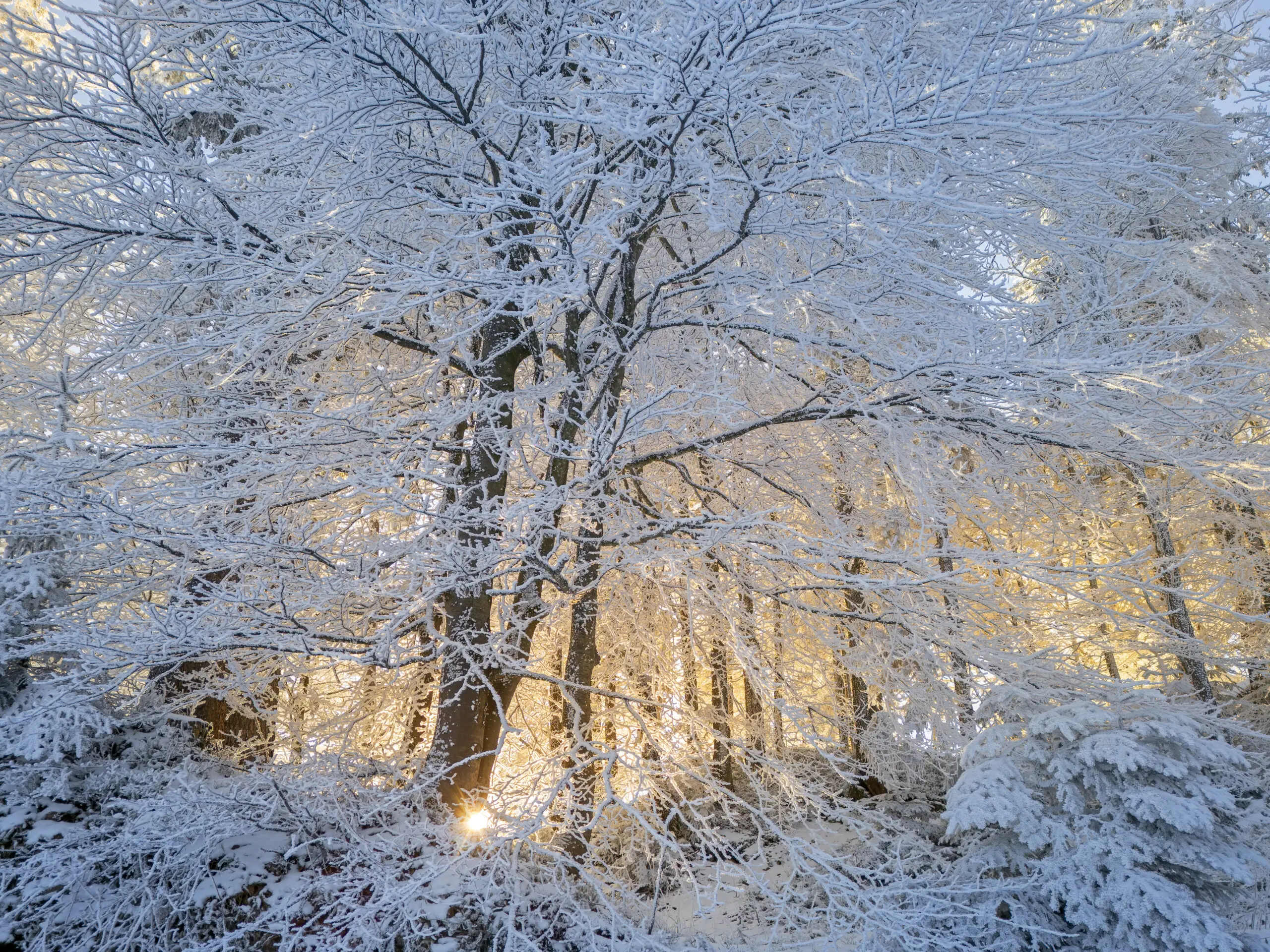 Wandbild (29603) Winterwald by Christian Bäck präsentiert: Natur,Landschaften,Bäume,Schnee und Eis,Winter