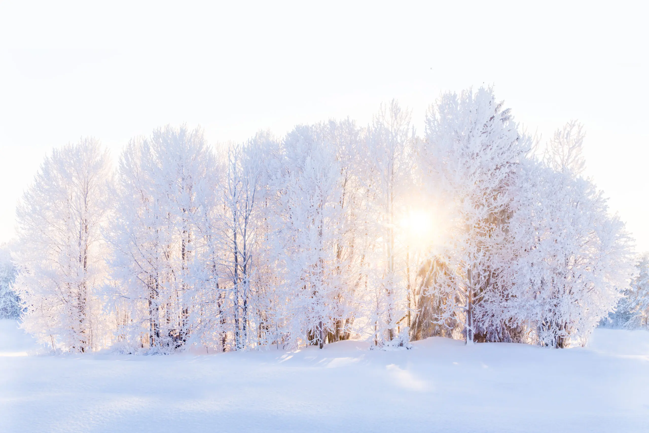 Wandbild (29606) The light returns by EMELIEmaria präsentiert: Natur,Landschaften,Bäume,Schnee und Eis,Wälder,Winter