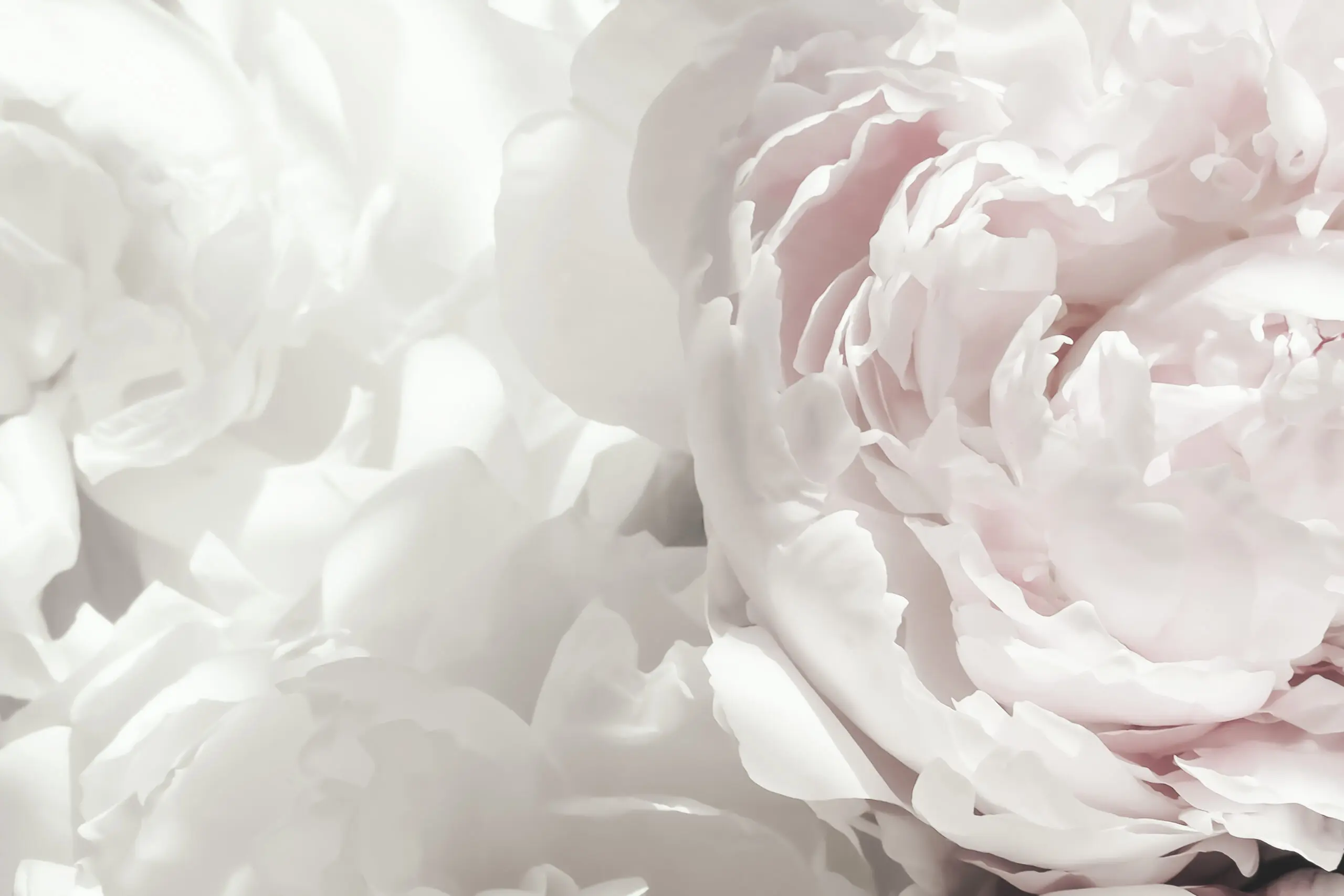 Wandbild (29755) Peony 25 by Studio III präsentiert: Details und Strukturen,Natur,Blumen und Bl&uuml;ten