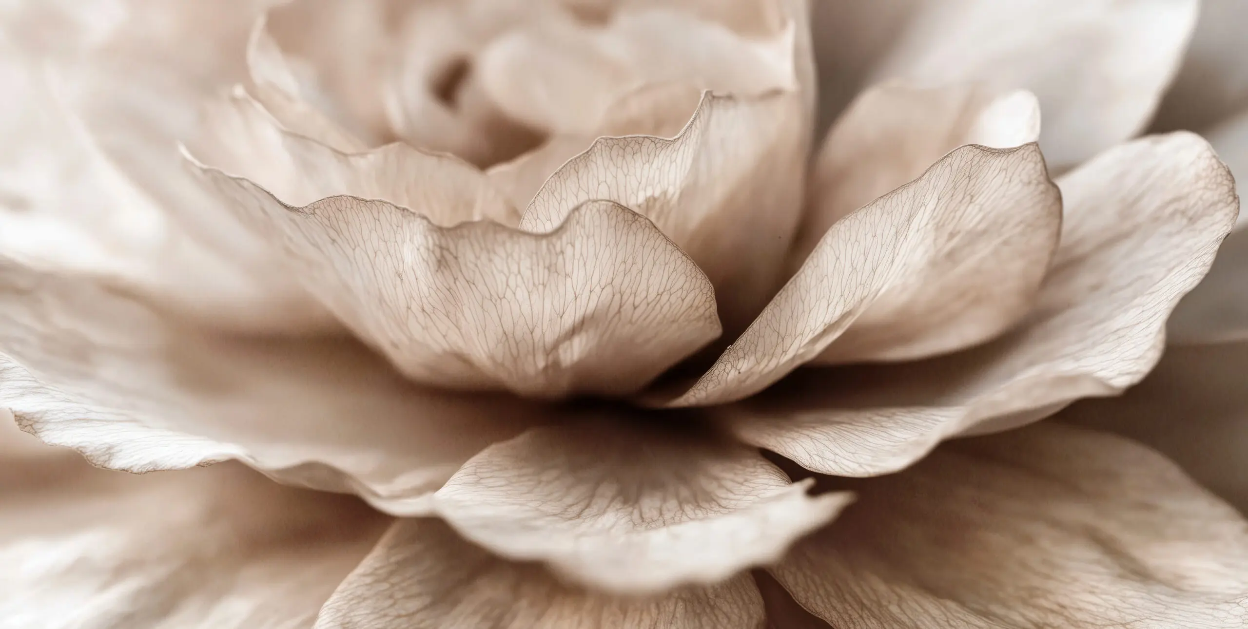 Wandbild (29763) Delicate Petal Dance by Treechild präsentiert: Natur,Blumen und Bl&uuml;ten