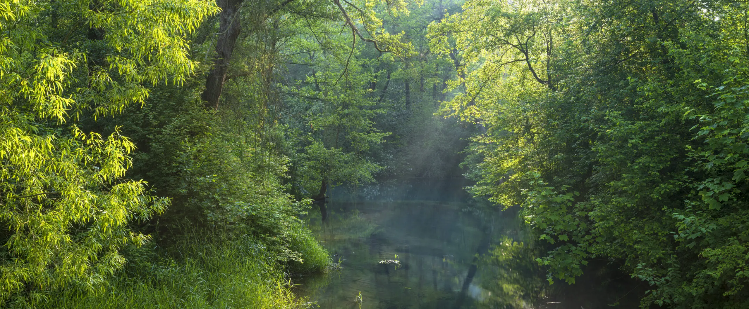 Wandbild (30033) Rhumequelle by Andreas Vitting präsentiert: Wasser,Natur,B&auml;ume,Bl&auml;tter,Wasserf&auml;lle,Wasserspiegelungen