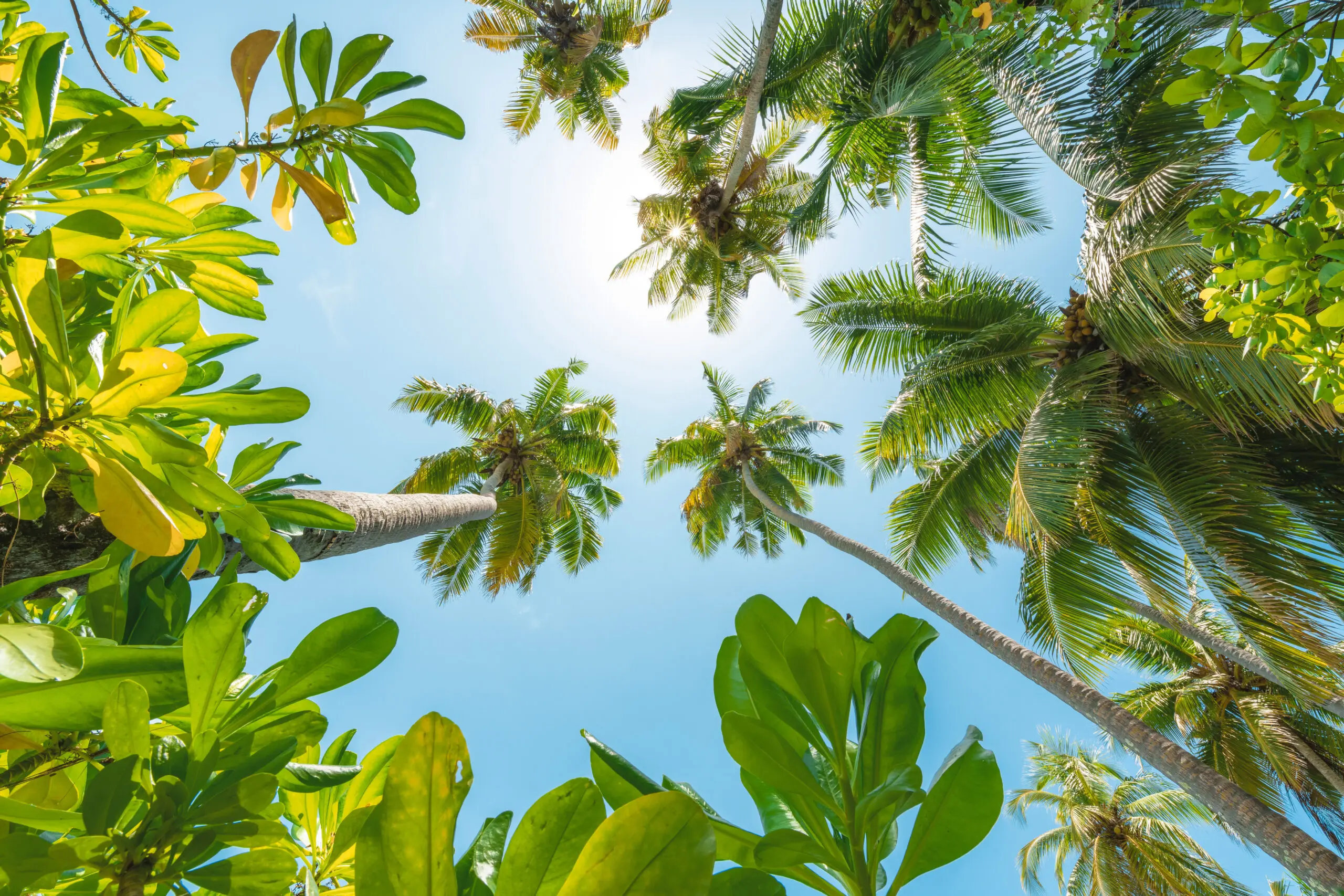 Wandbild (30208) Tropical Up by Stefan Hefele präsentiert: Natur,B&auml;ume,Bl&auml;tter